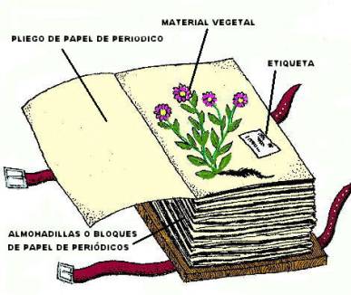 Como hacer un herbario